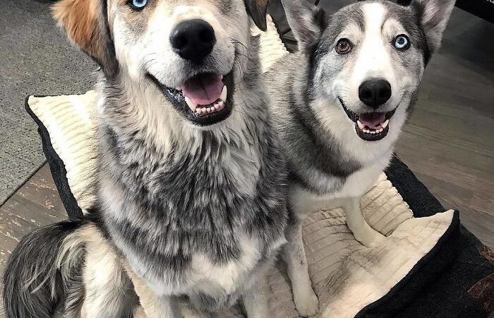 DOG QUIZ: Can You Name These Dogs Correctly? Take A Seat
